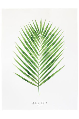 Areca Palm Print