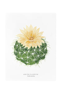 Notocactus Print