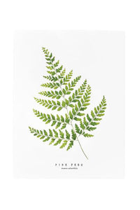 Pine Fern Print